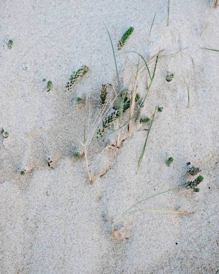 Alex Crétey Systermans  Marram grass on the beach